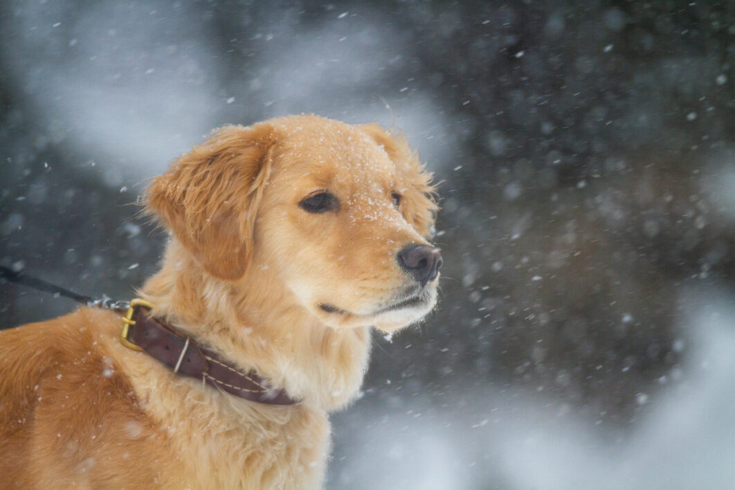 Outdoors Dog Snow