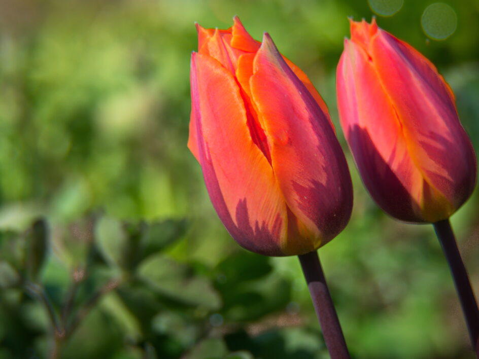 Tulips Background Flower