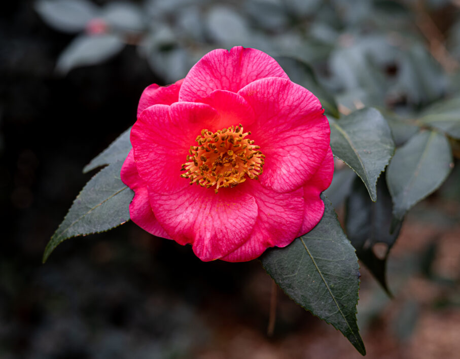 Pink Flower Blossom