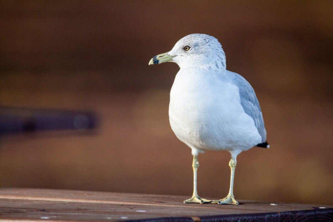 Seagull Bird Animal