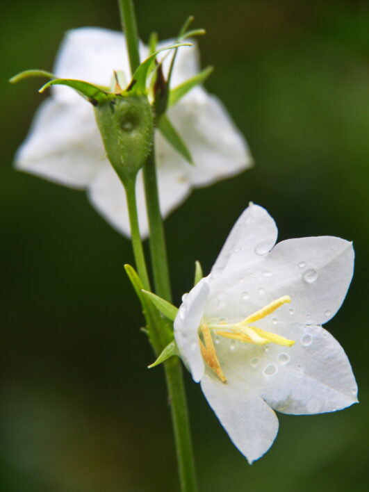 White Flowers Nature