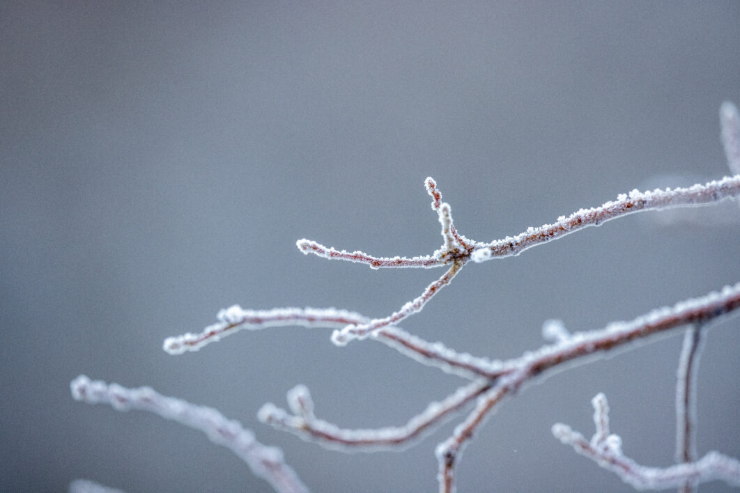Ice Nature Branches
