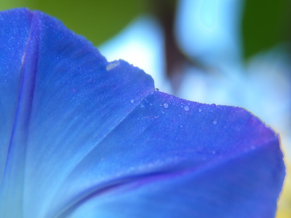 Blue Flower Petal