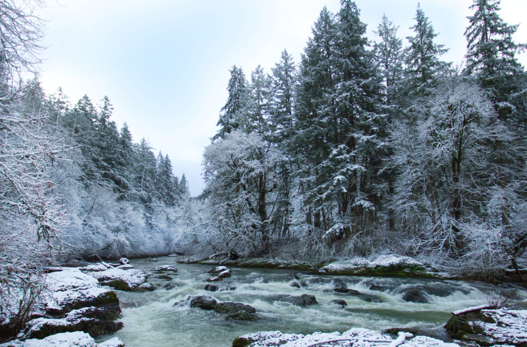 Winter Forest River