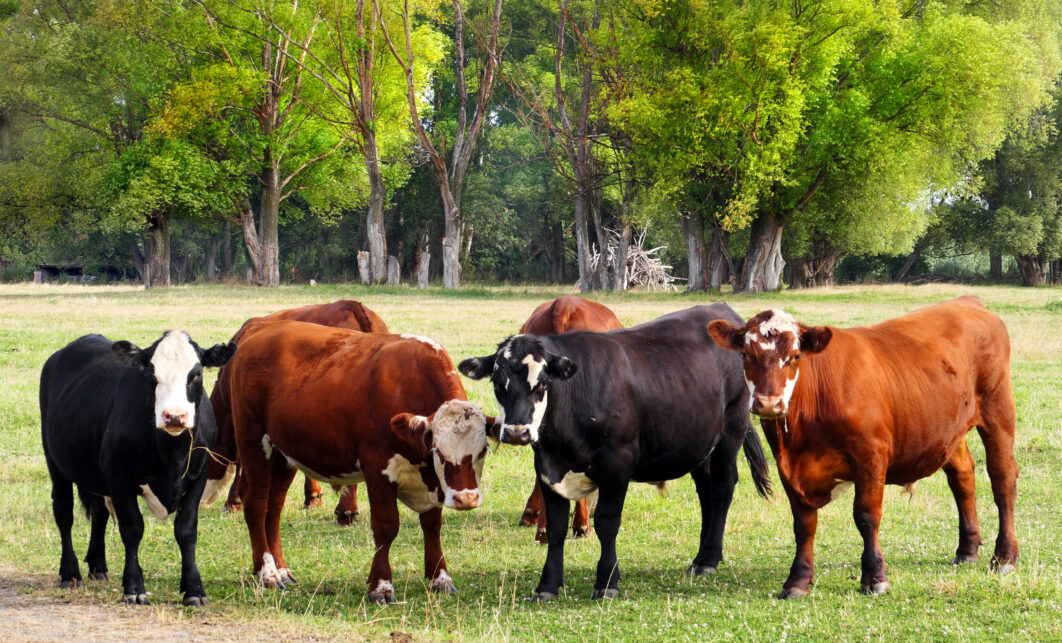 Cows Field Meadow