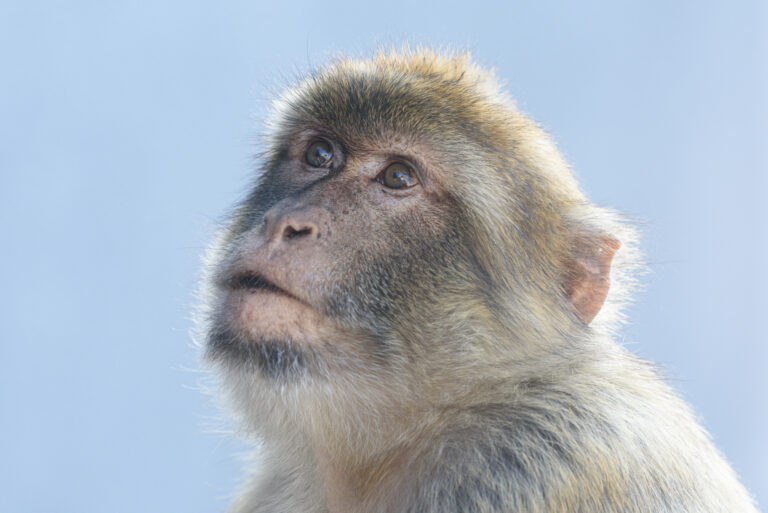Monkey Portrait Animal