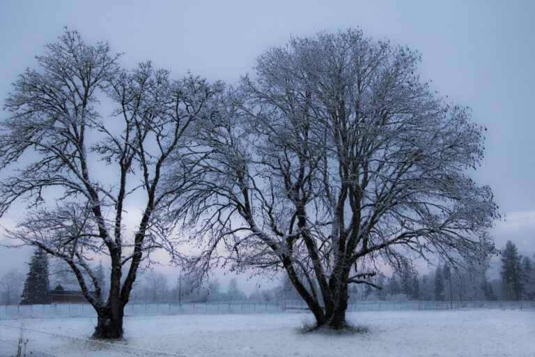 Winter Trees Landscape