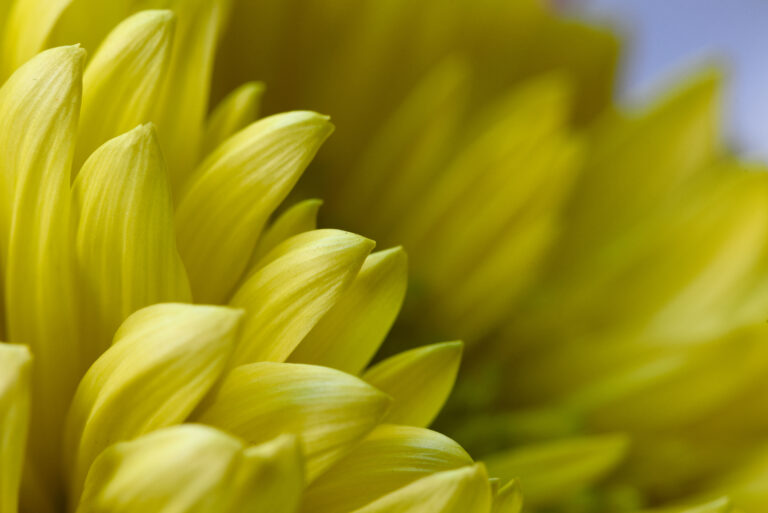 Yellow Macro Flower