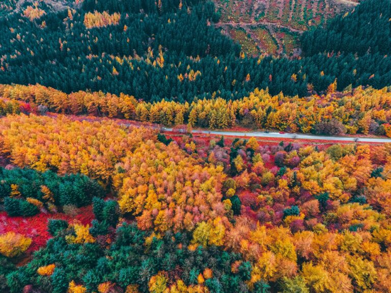 Foliage Aerial Road