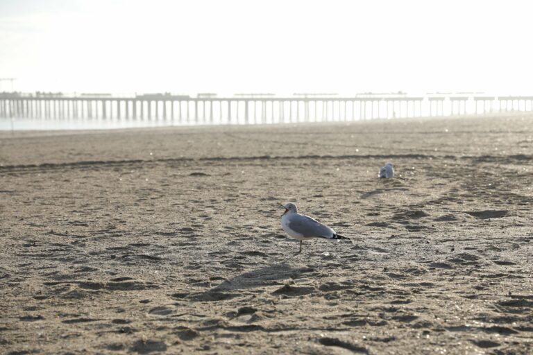 Seagulls Beach Bird