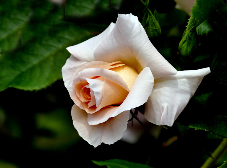 White Rose Close up