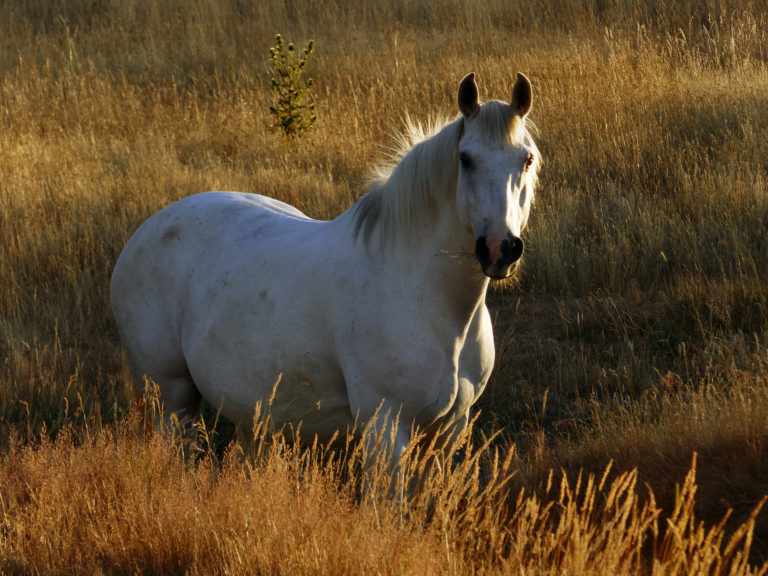 White Horse Pasture