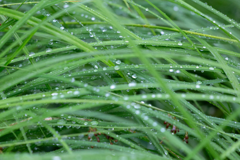 Grass Dew Rain
