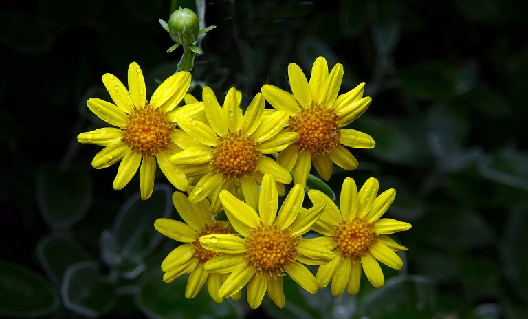 Yellow Flowers in Rain