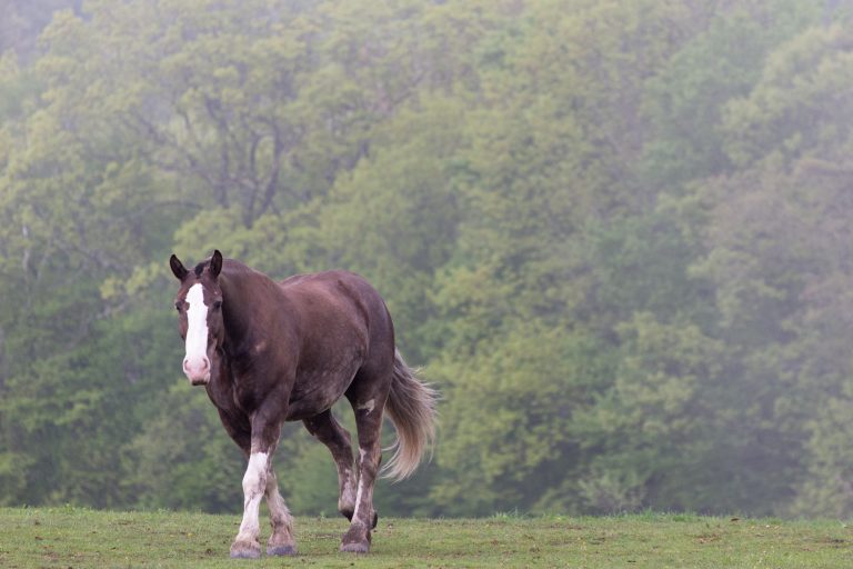 Horse in Foggy Pasture