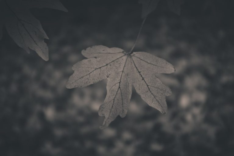 Greyscale Autumn Leaf