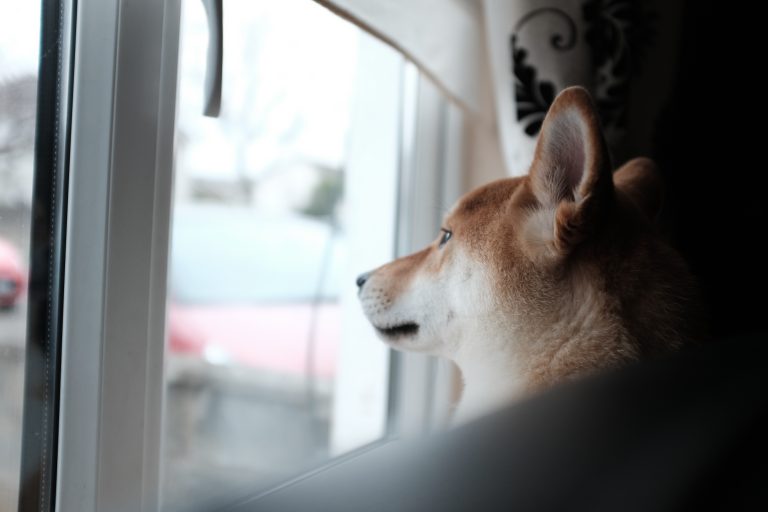 Dog Looking Out Window