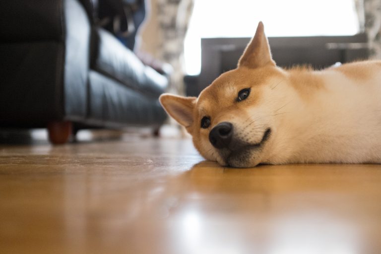 Tired Dog Floor