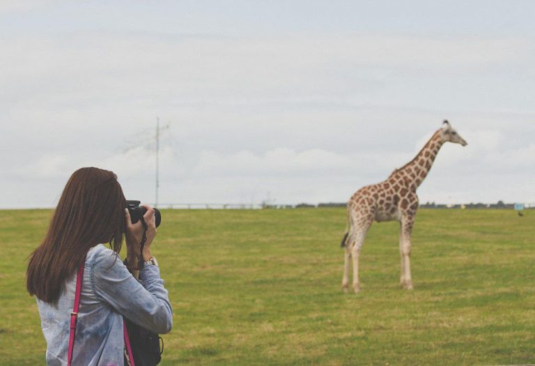 Woman Taking Photos Of A Giraffe
