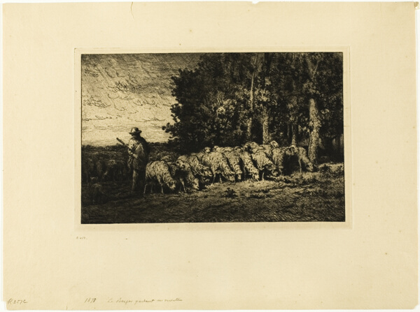 Flock of Sheep at the Edge of a Wood