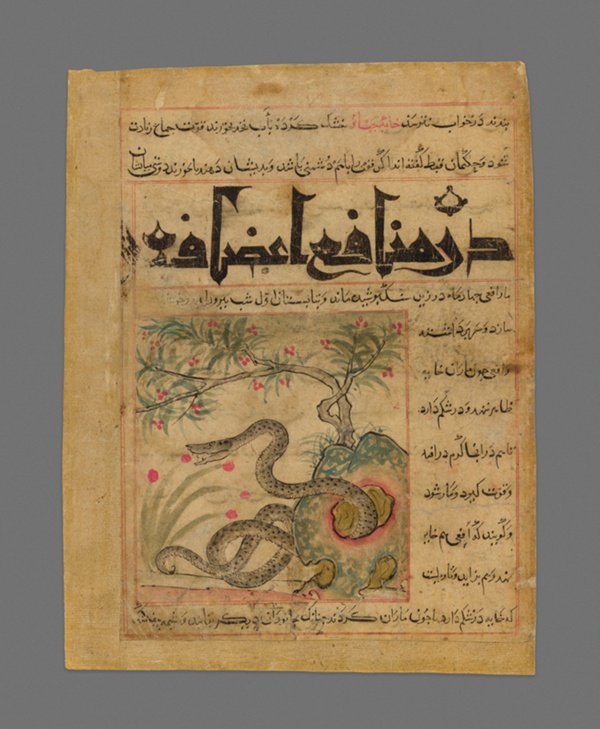 Viper in a Rocky Garden from Manafi' al-Hayawan (On the Usefulness of Animals) of Ibn Bakhtishu'
