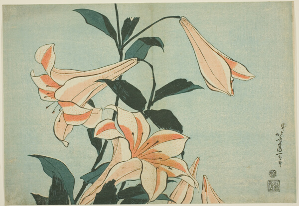 Lilies, from an untitled series of Large Flowers
