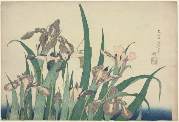 Iris and Grasshopper, from an untitled series of large flowers