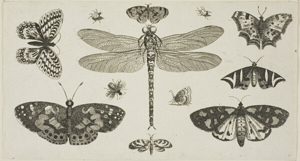 A Dragonfly, Ladybirds, and Butterflies, from Diversae Insectorum...Figurae