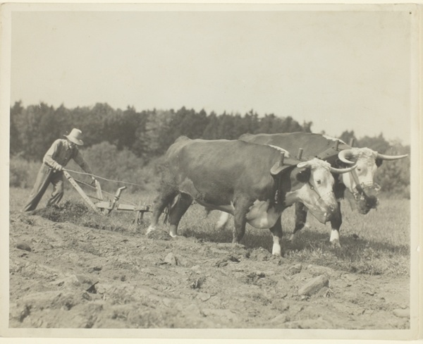 Rural Scene In Central Maine, Many Oxen Are Still Used