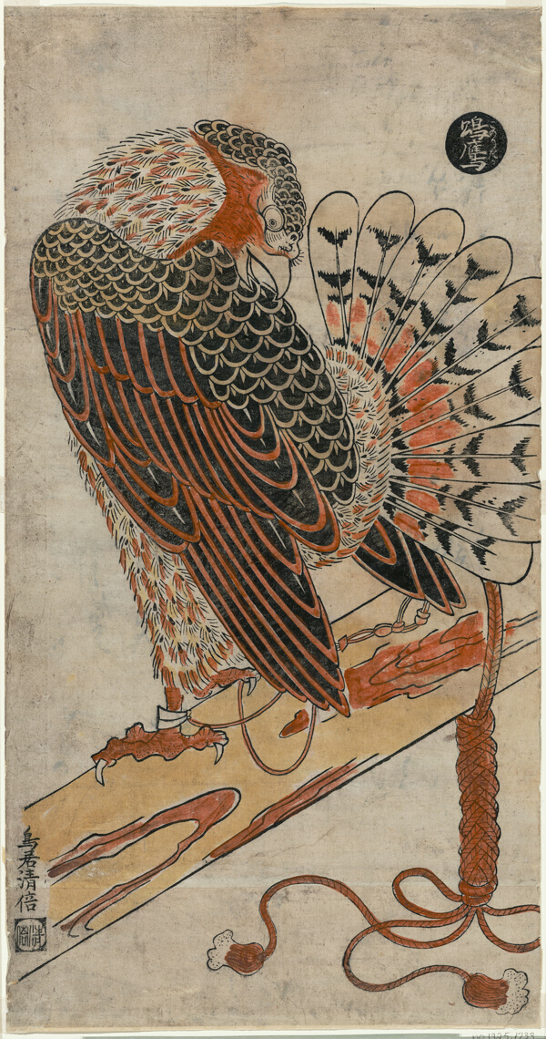 Sparrowhawk (Konori taka)