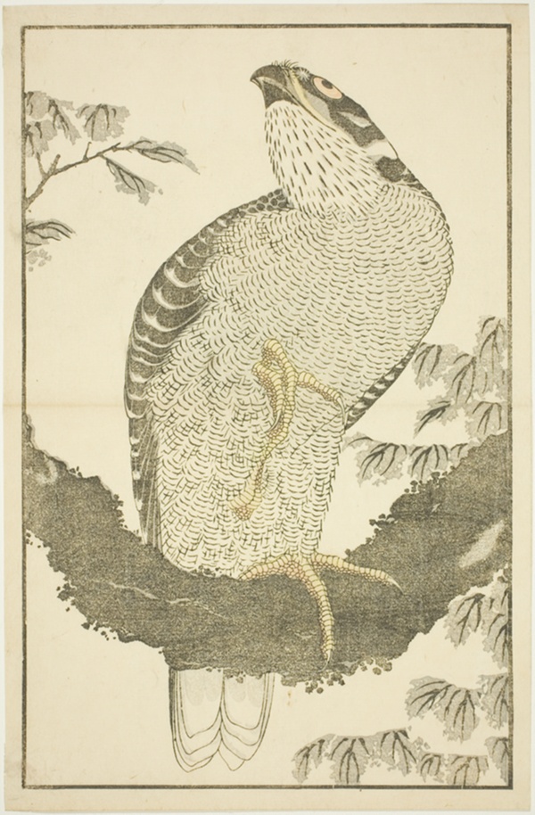Hawk, from The Picture Book of Realistic Paintings of Hokusai (Hokusai shashin gafu)