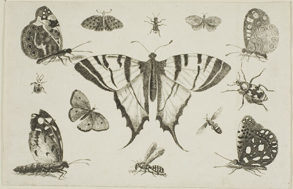 Swallow-Tailed Butterfly and Twelve Other Insects, from Diversae Insectorum...Figurae