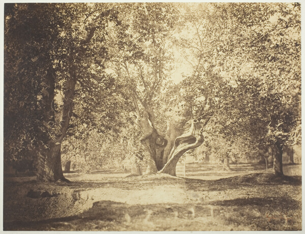 Tree, Forest of Fontainebleau
