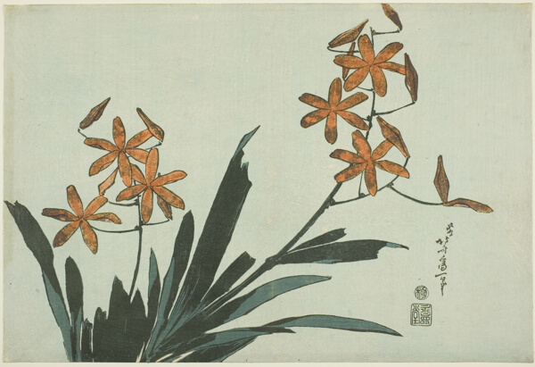 Orange Orchids, from an untitled series of flowers