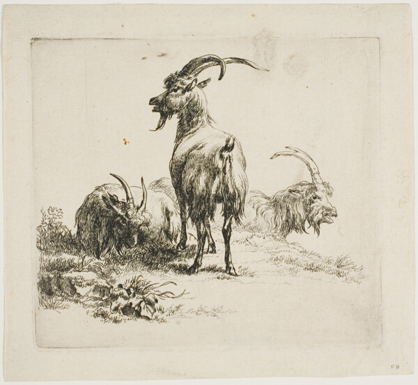 Goats, from Various Animals