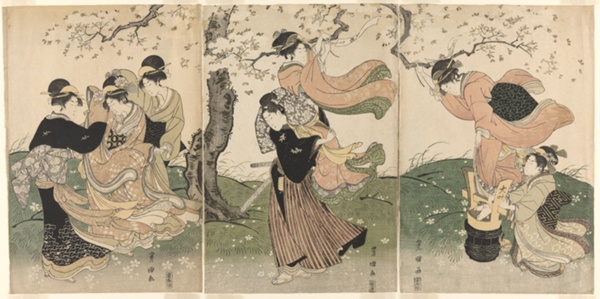 A Windy Day under the Cherry Trees
