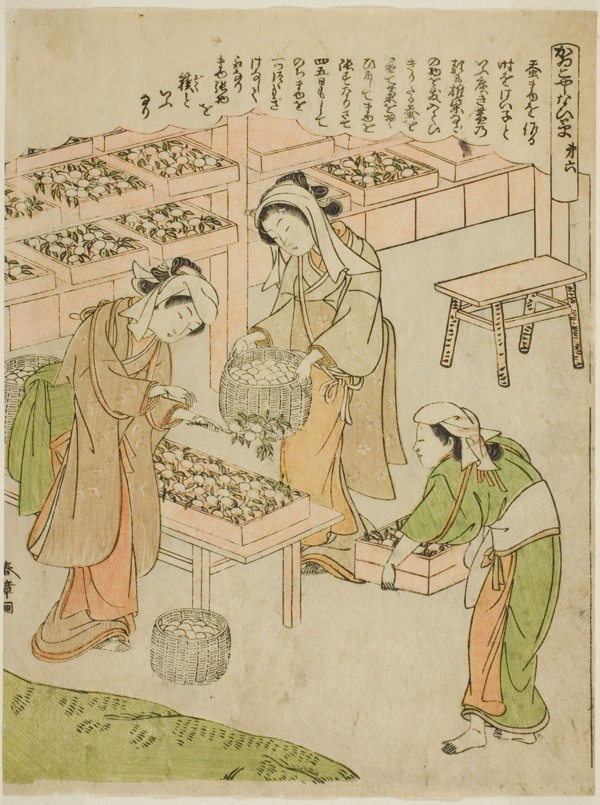 Plate 6 (Examining the Newly Spun Cocoons), from the series 