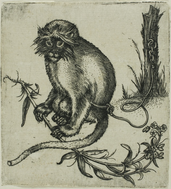 A Chained Monkey