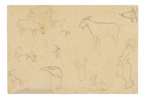 Sketches of Various Animals and Head (recto), Sketches of a Head, Figure in Profile, Anatomical Details, and Animals (verso)
