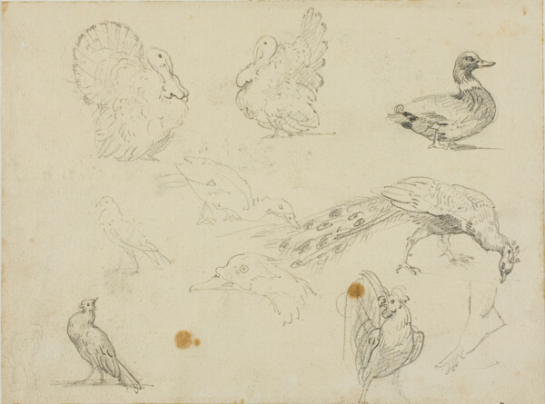 Sketches of Fowl