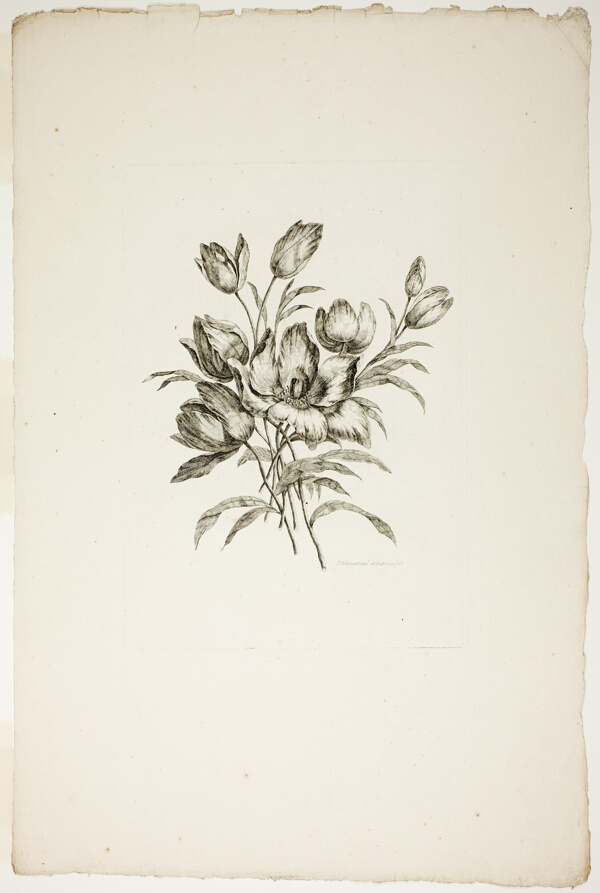 Bouquet with Tulips, from Collection of Different Bouquets of Flowers, Invented and Drawn by Jean Pillement and Engraved by P. C. Canot