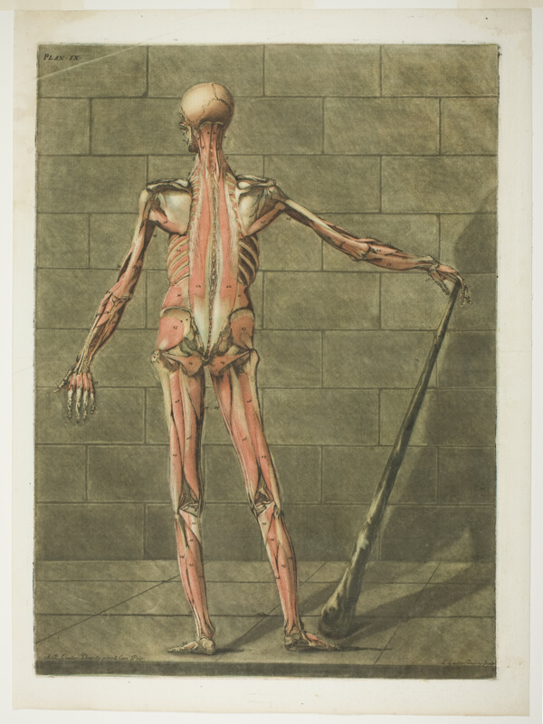 Posterior View of Muscle Man, plate nine from Complete Anatomy Course