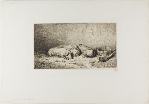 Four Sleeping Pigs