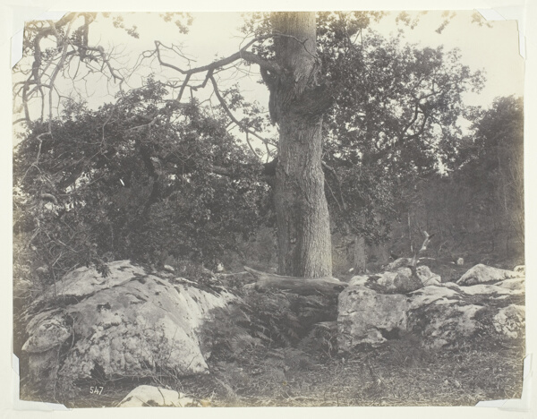 Forest and Rocks, Fontainebleau