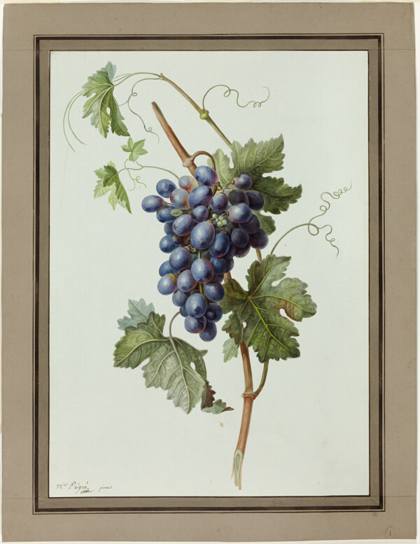Study of a Bunch of Grapes