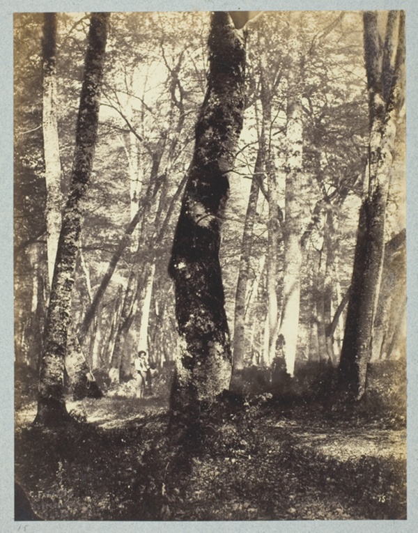 Study in the Barbizon Forest