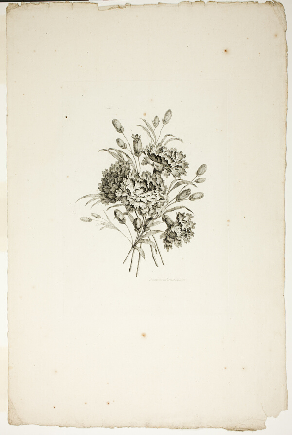 Bouquet with Carnations, from Collection of Different Bouquets of Flowers, Invented and Drawn by Jean Pillement and Engraved by P. C. Canot