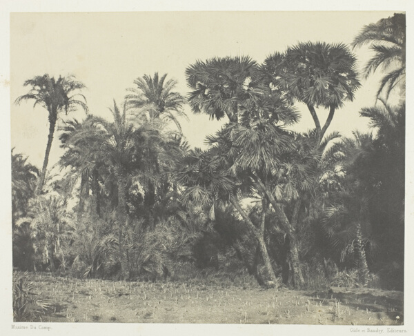 Bois de Dattiers et de Palmiers Doums, Haute-Egypte, plate 23 from the album 
