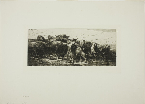 Cows Drinking from the River