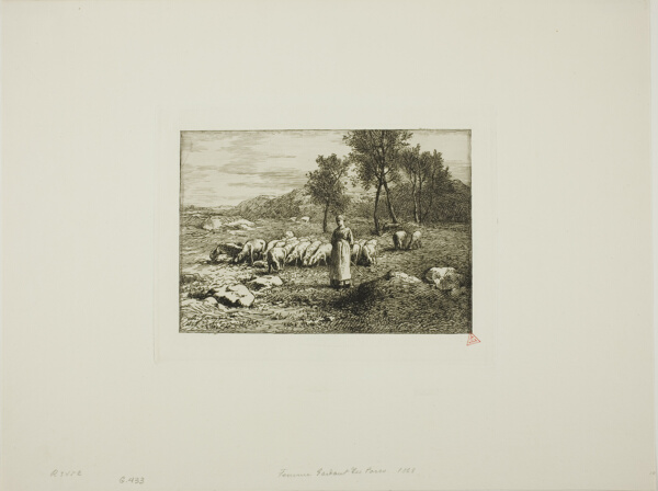 Woman Watching Over a Herd of Pigs